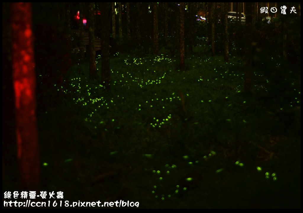 綠色精靈-螢火蟲螢火蟲3