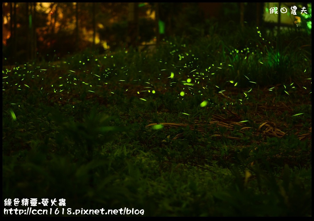 綠色精靈-螢火蟲螢火蟲2