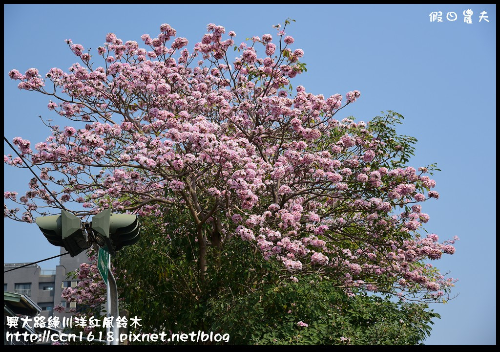 【農夫愛賞花】一朵朵的粉紅雲在綠川河岸‧興大路洋紅風鈴木 @假日農夫愛趴趴照