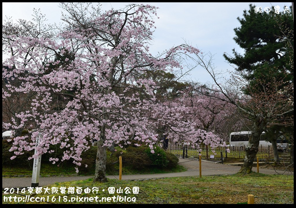 2014京都大阪賞櫻自由行．圓山公園DSC_9966