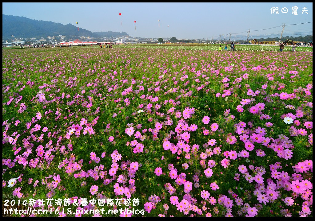 2014新社花海節＆臺中國際花毯節DSC_4884