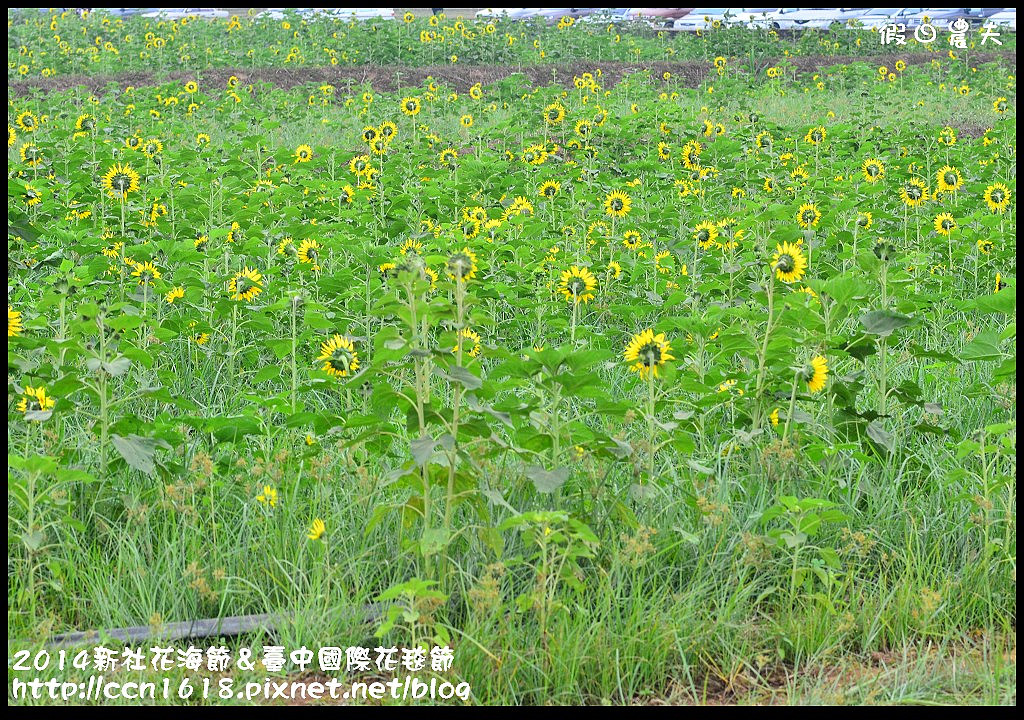 2014新社花海節＆臺中國際花毯節DSC_4931