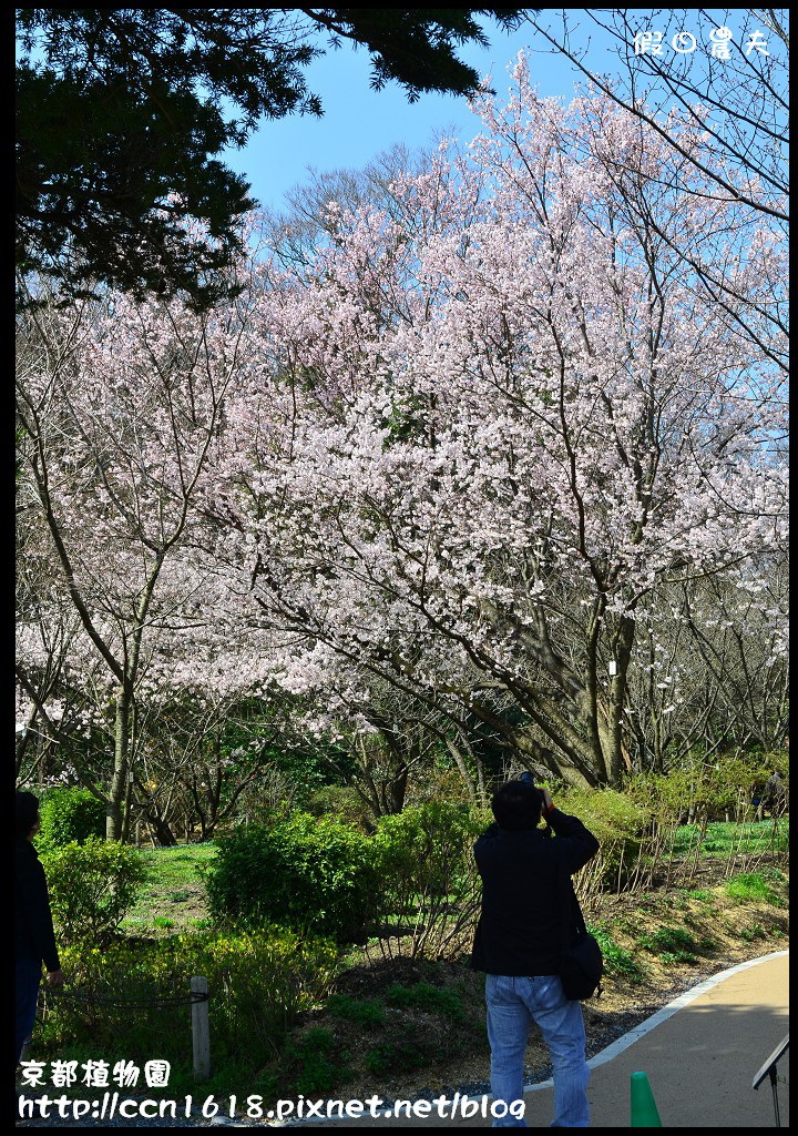 京都植物園DSC_9316