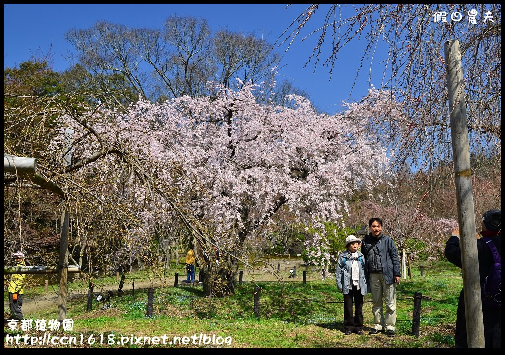 京都植物園DSC_9367