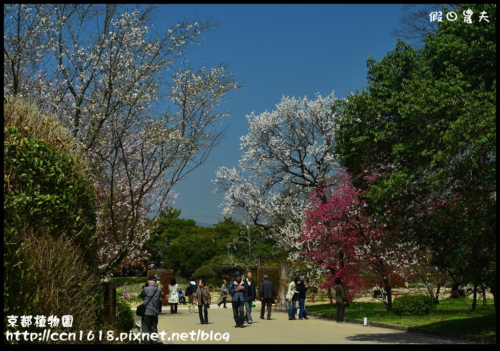 京都植物園DSC_9504
