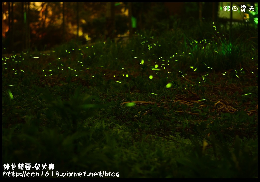綠色精靈-螢火蟲DSC_2504