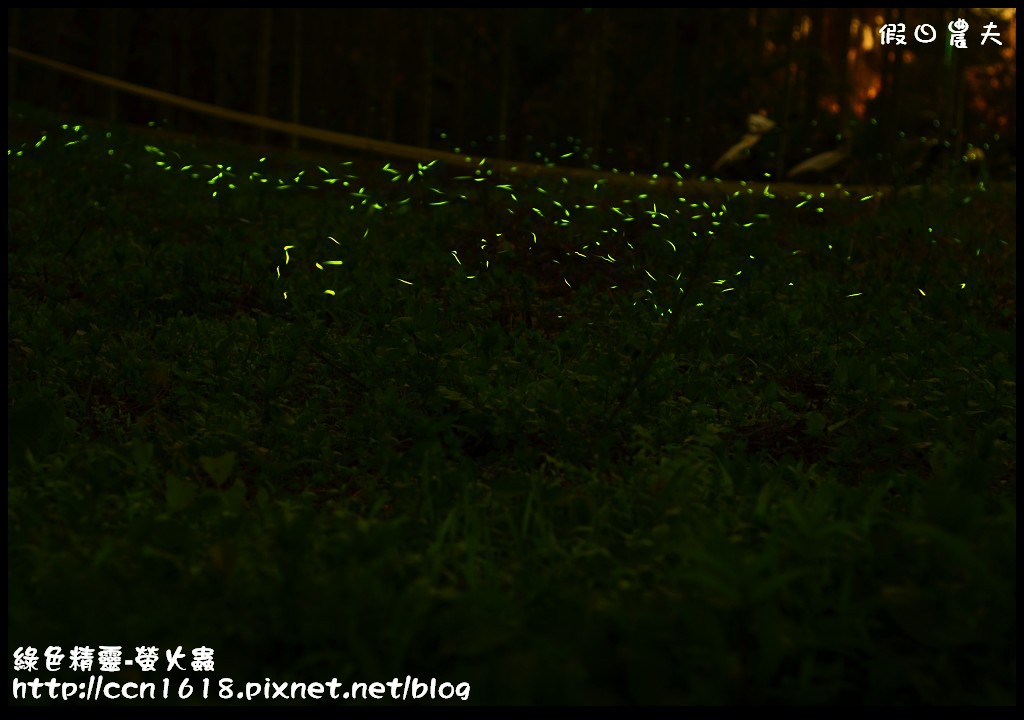 綠色精靈-螢火蟲DSC_2511