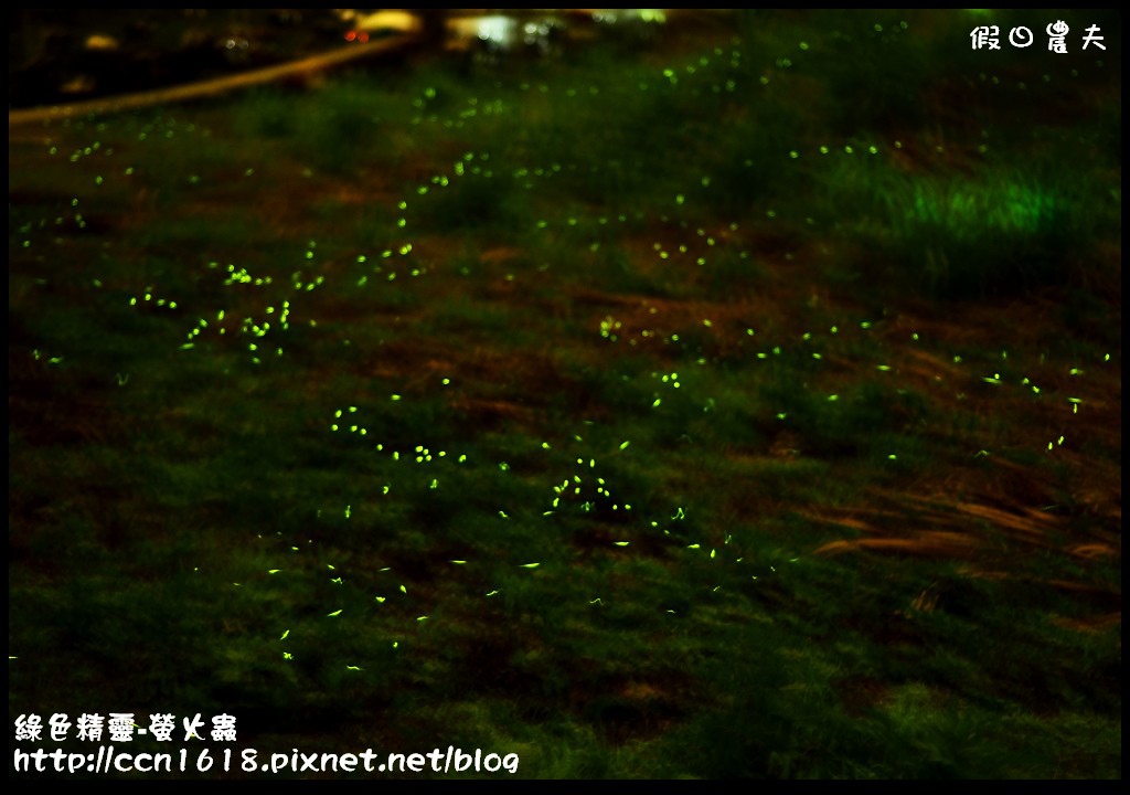 綠色精靈-螢火蟲DSC_2520
