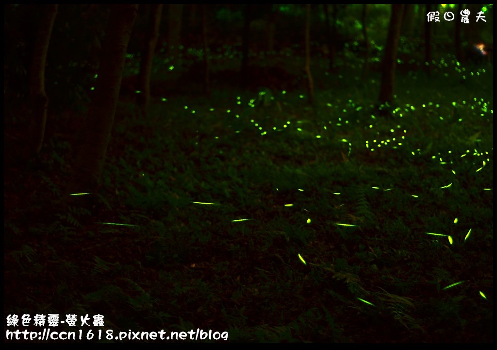 綠色精靈-螢火蟲DSC_2529