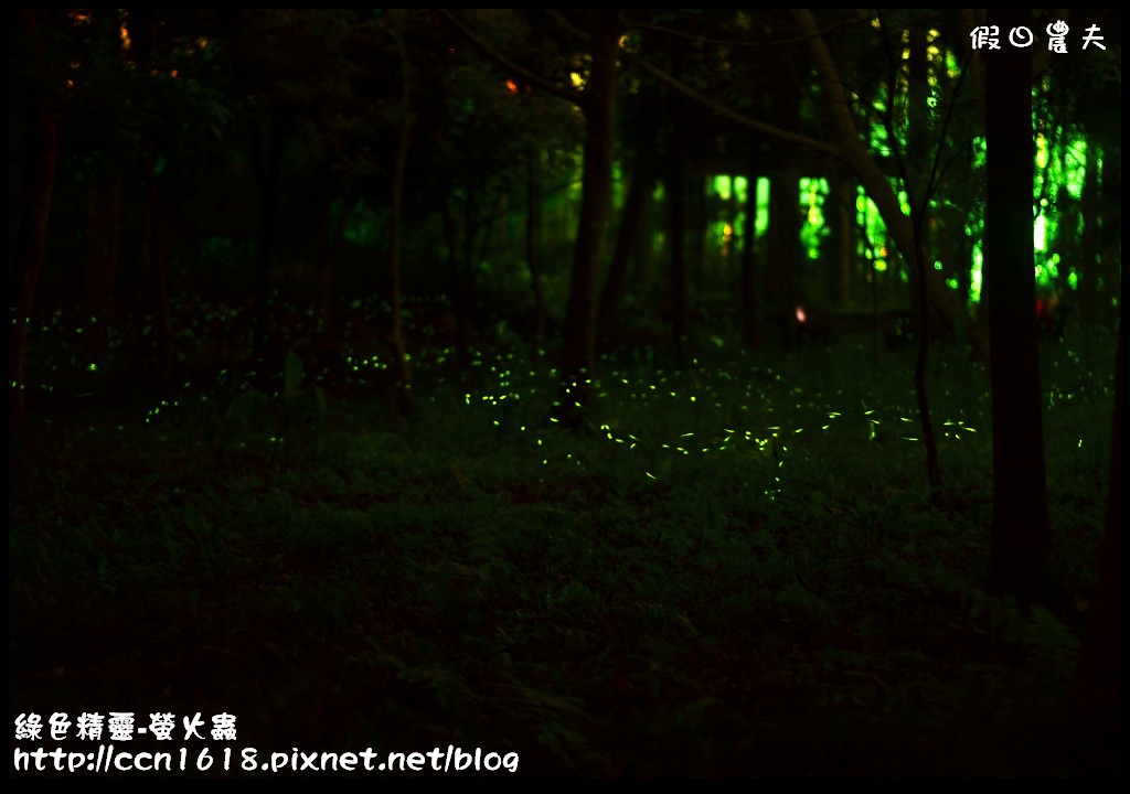 綠色精靈-螢火蟲DSC_2538
