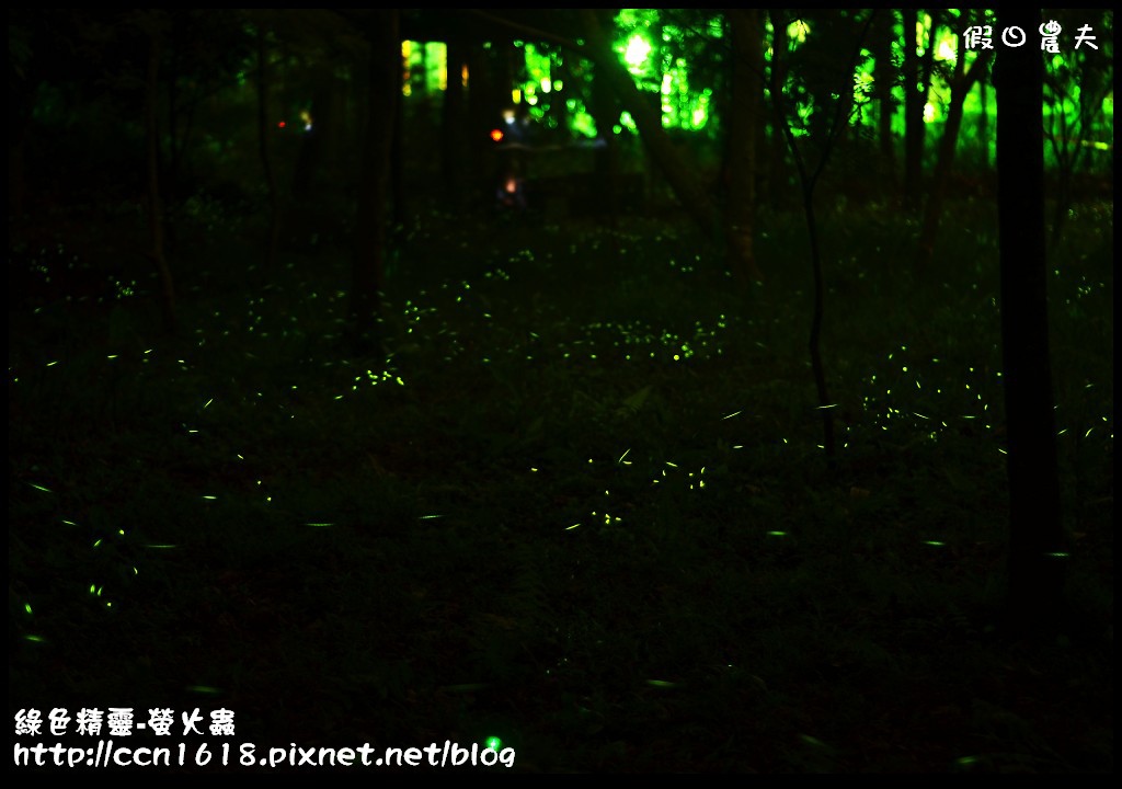 綠色精靈-螢火蟲DSC_2543