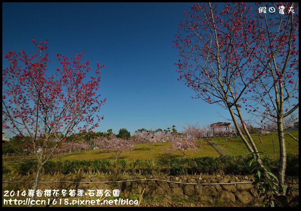2014鹿谷櫻花冬筍季-石馬公園DSC_1686