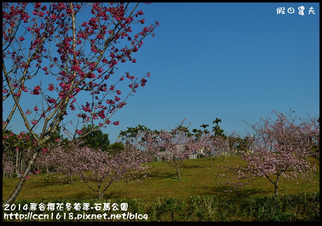 2014鹿谷櫻花冬筍季-石馬公園DSC_1691