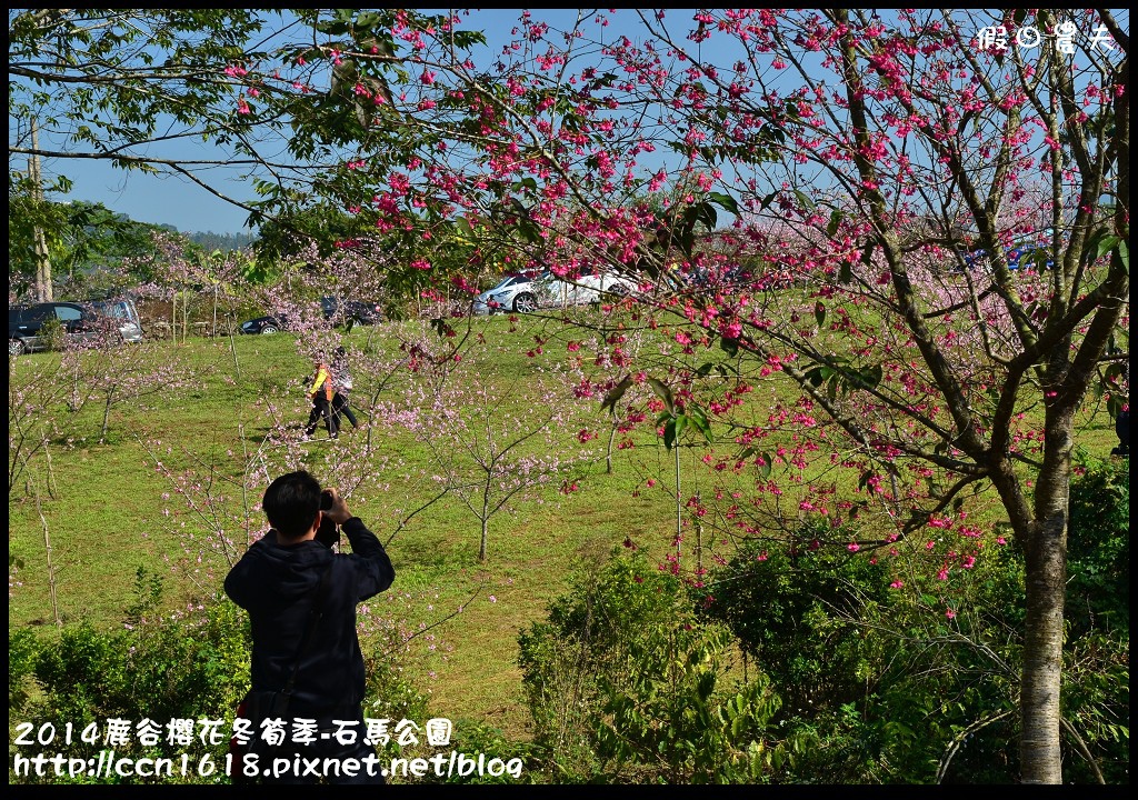 2014鹿谷櫻花冬筍季-石馬公園DSC_1811