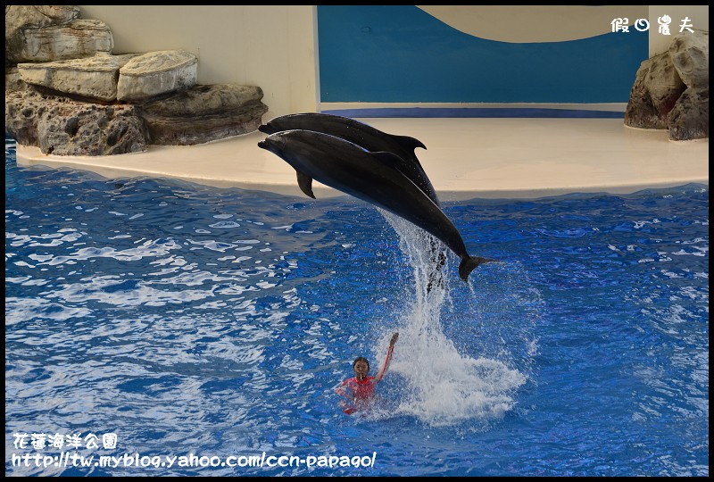 【花蓮景點】來和海豚玩耍吧‧遠雄海洋公園 @假日農夫愛趴趴照
