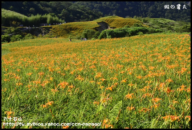 【花蓮景點】台灣的小瑞士‧六十石山賞金針花/季節限定的美景 @假日農夫愛趴趴照