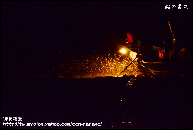 【攝影】即將失傳的傳統捕魚方式‧金山蹦火仔‧磺火捕魚 @假日農夫愛趴趴照