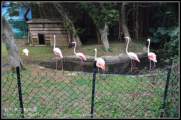 【新竹景點】新竹市立動物園．意外的賞櫻點 @假日農夫愛趴趴照
