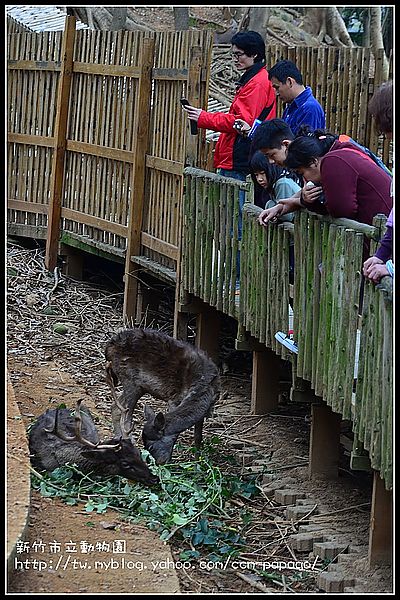 【新竹景點】新竹市立動物園．意外的賞櫻點 @假日農夫愛趴趴照