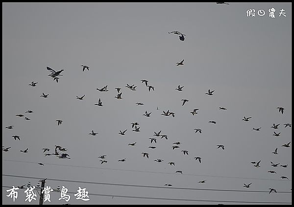 布袋賞鳥DSC_4377