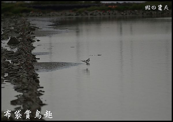 布袋賞鳥DSC_4520