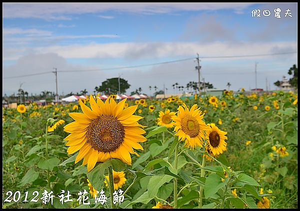 2012新社花海DSC_2347