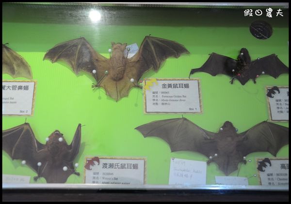 蝙蝠博物館DSC_9159