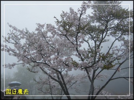 雲海、人海、傘海。迷霧中的阿里山櫻花