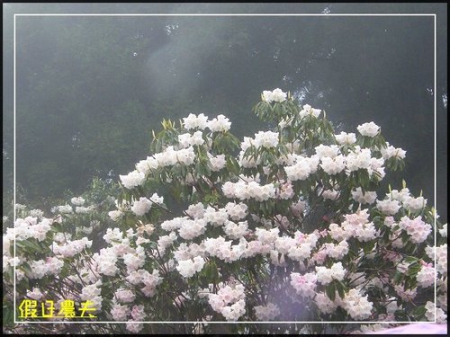 雲海、人海、傘海。迷霧中的阿里山櫻花