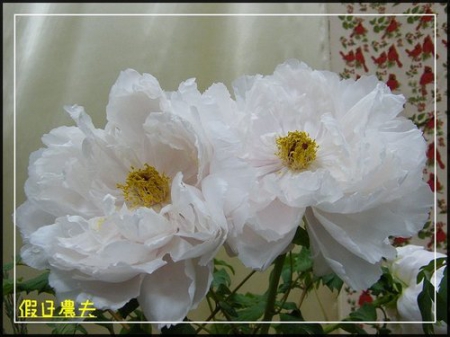 2010南投花卉嘉年華