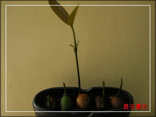 福木種子盆栽