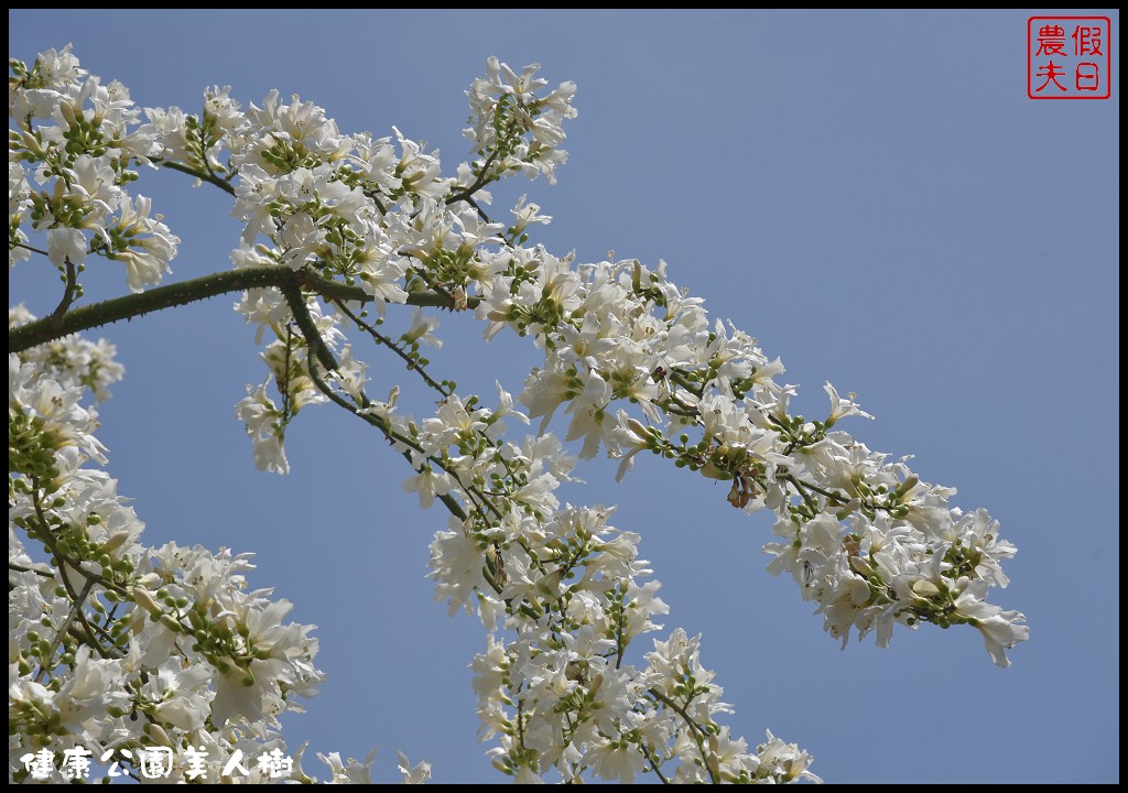 台中南區|健康公園美人樹．難得一見的白花美人樹盛開中/美人櫻/木棉