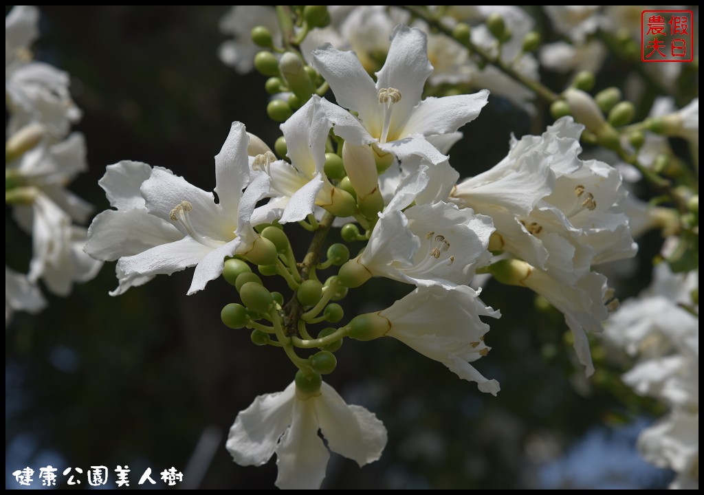 台中南區|健康公園美人樹．難得一見的白花美人樹盛開中/美人櫻/木棉