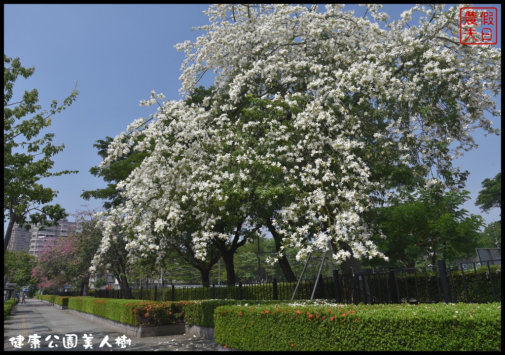 台中南區|健康公園美人樹．難得一見的白花美人樹盛開中/美人櫻/木棉 @假日農夫愛趴趴照