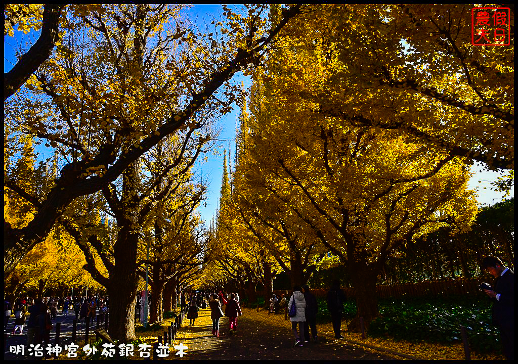 東京旅遊|明治神宮外苑銀杏並木．季節限定的黃金大道