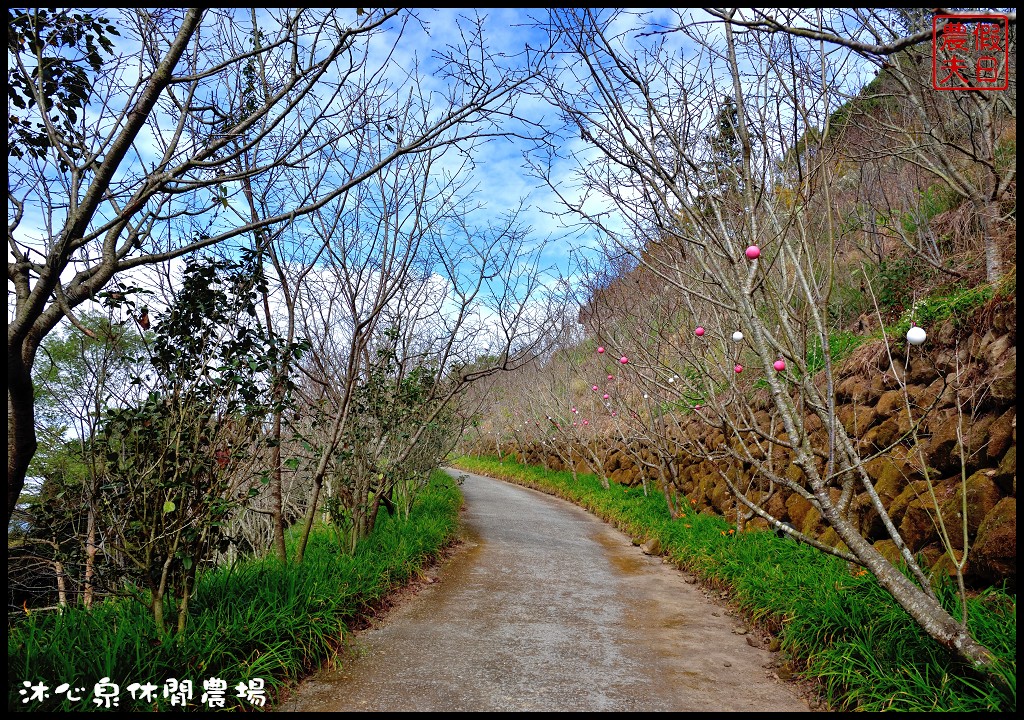 台中景點|沐心泉休閒農場．季節限定黃金楓與白雪木的浪漫大道
