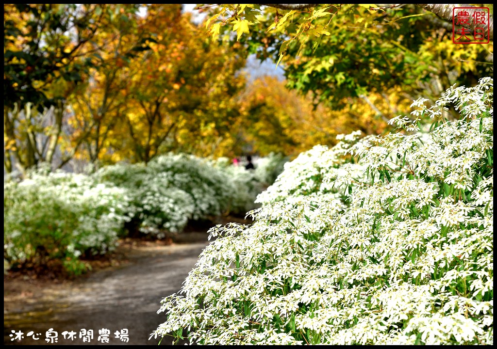 台中景點|沐心泉休閒農場．季節限定黃金楓與白雪木的浪漫大道
