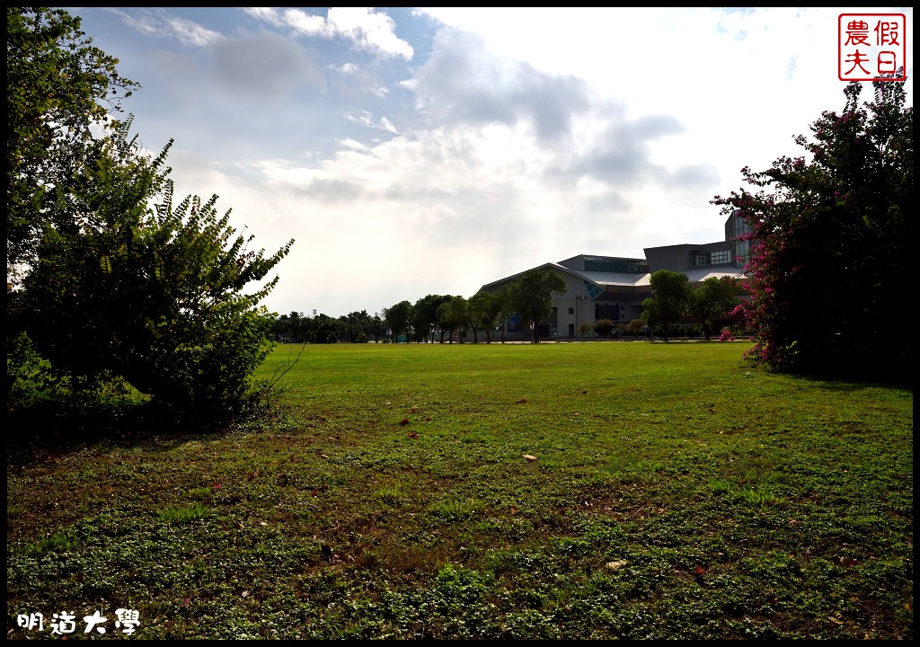 彰化景點|埤頭明道大學白雪木．莊園式的校園就像藝術公園般漂亮