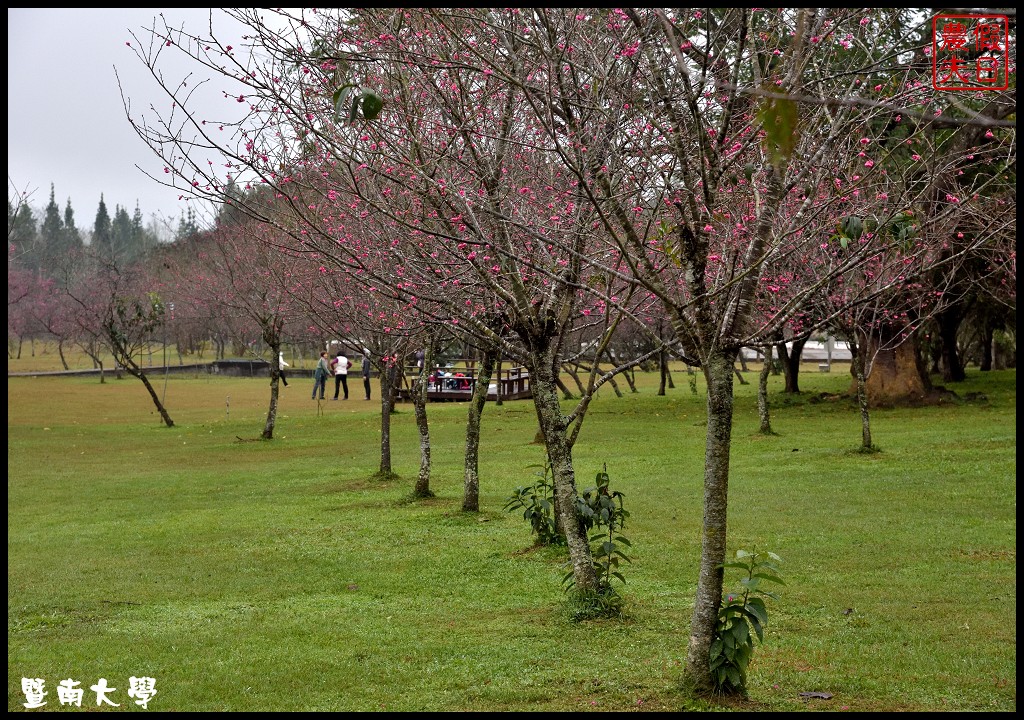 南投景點|暨南大學櫻花季．櫻花樹下野餐品茗/校園也有賞櫻秘境