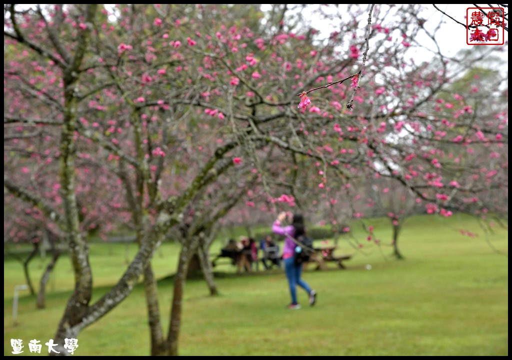 南投景點|暨南大學櫻花季．櫻花樹下野餐品茗/校園也有賞櫻秘境