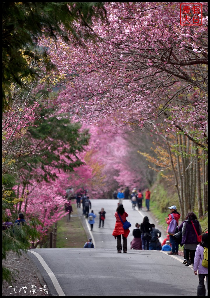 台中景點|和平區武陵農場紅粉佳人櫻花盛開．此生必遊台灣景點