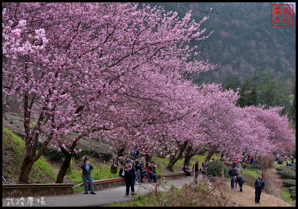 台中景點|和平區武陵農場紅粉佳人櫻花盛開．此生必遊台灣景點