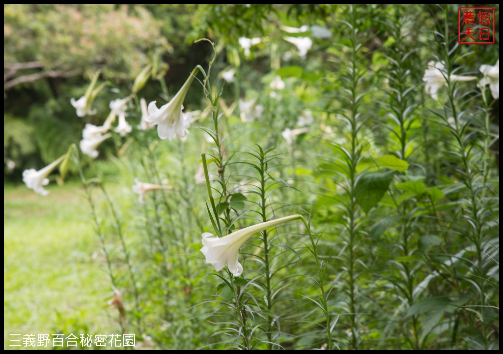 三義野百合秘密花園．一年只開放一次的美麗/免費參觀|苗栗旅遊