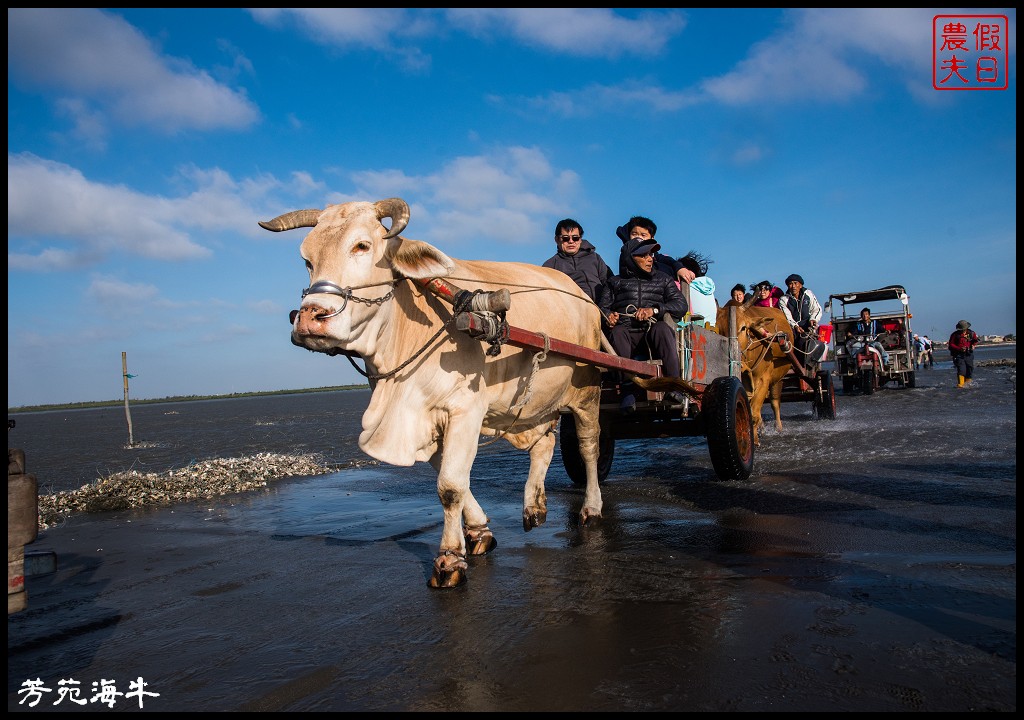 彰化旅遊|全台灣唯一芳苑海牛．搭牛車到潮間帶進行生態體驗之旅