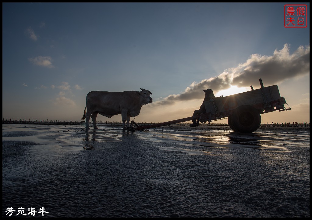 彰化旅遊|全台灣唯一芳苑海牛．搭牛車到潮間帶進行生態體驗之旅