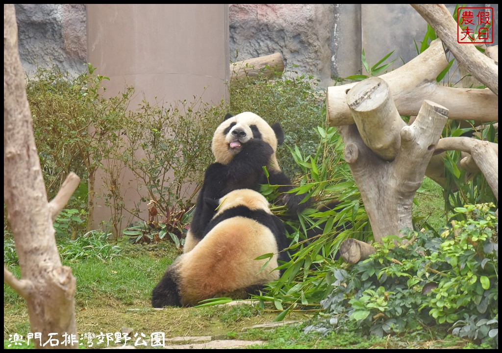 澳門景點|石排灣郊野公園．一次可以看到四隻大熊貓/門票、交通、巴士 @假日農夫愛趴趴照