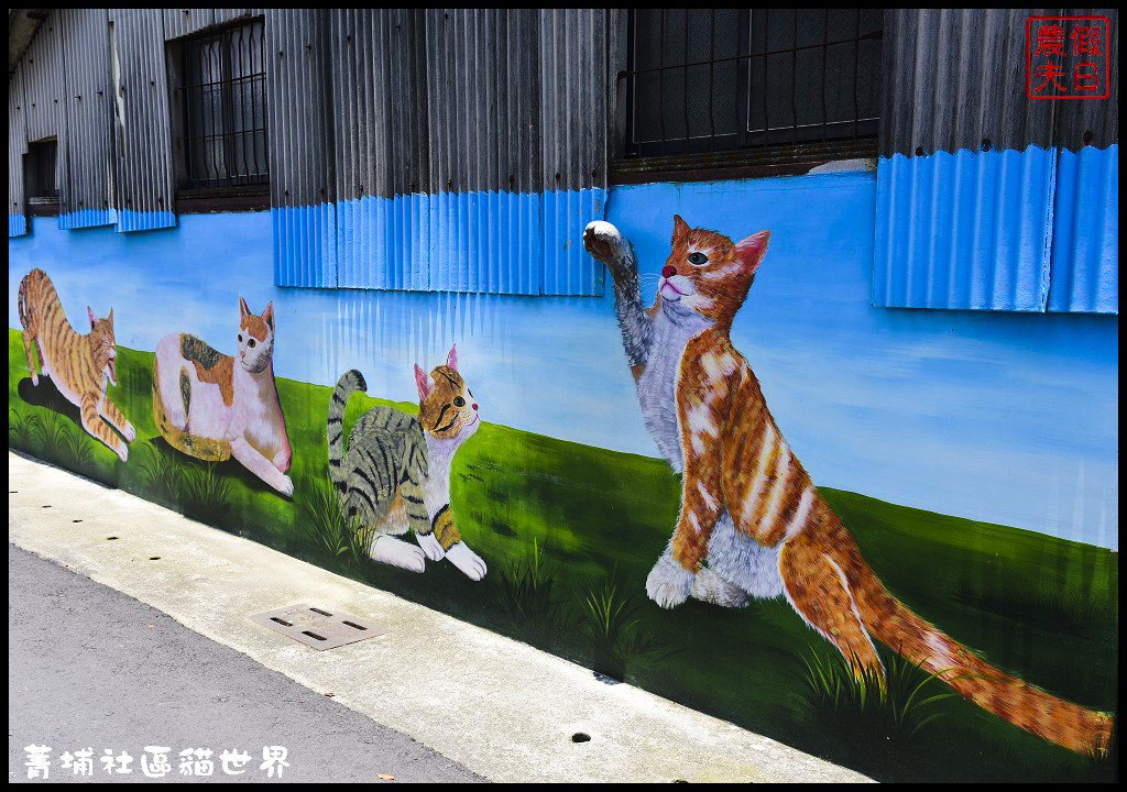 菁埔社區貓世界DSC_3669