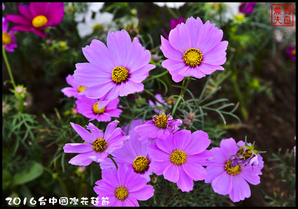 2016台中國際花毯節_DSC6621