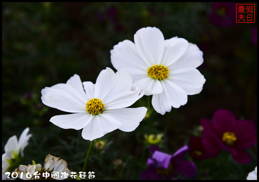 2016台中國際花毯節_DSC6622