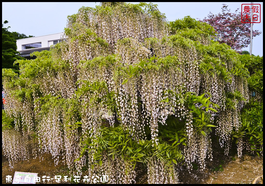 東京自由行-足利花卉公園DSC_1563